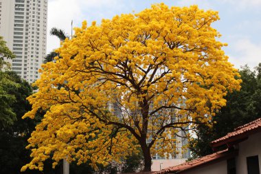 tabebuia (guayacan) bloom, panama city, Panama