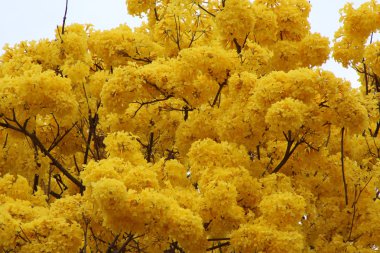 Tabebuia (Guayacan) in bloom, Panama City, Panama clipart