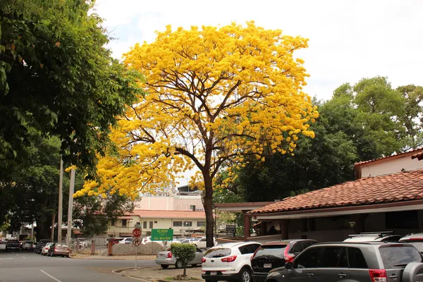 Tabebuia (guayacan) v květu, panama city, panama — Stock fotografie