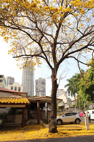 tabebuia (guayacan) bloom, panama city, Panama
