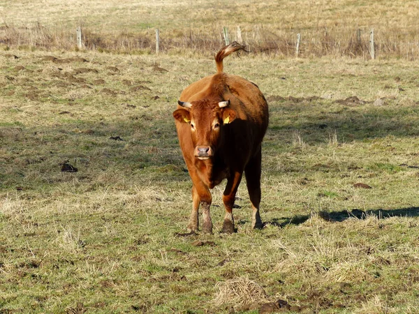 Galopante de vaca castanha — Fotografia de Stock