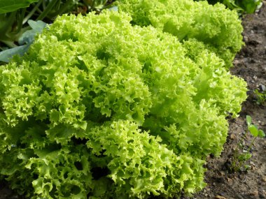 Organic garden lettuce Lollo Bionda clipart