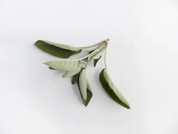 Sage — Stock Photo, Image