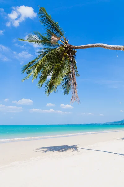 Playa de arena blanca y palmera —  Fotos de Stock