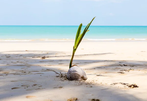 Παραλία με λευκή άμμο και καρύδα — Φωτογραφία Αρχείου
