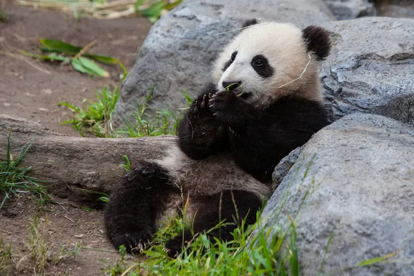 Panda bebé —  Fotos de Stock