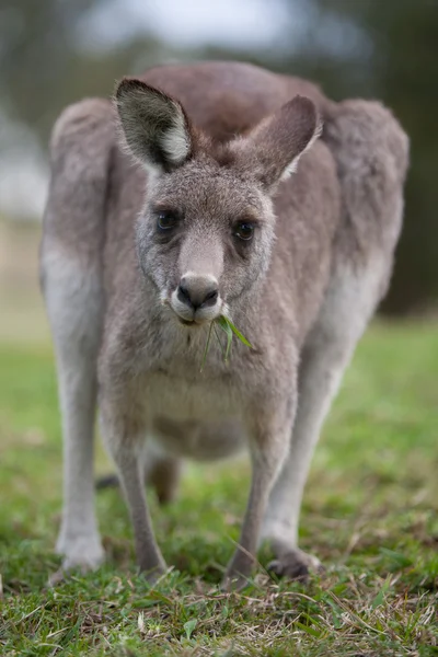 Otlatma kanguru — Stok fotoğraf