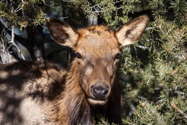 Mule Deer at Grand Canyon — Stock Photo, Image