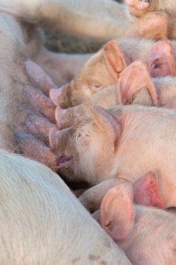 먹이 piglets