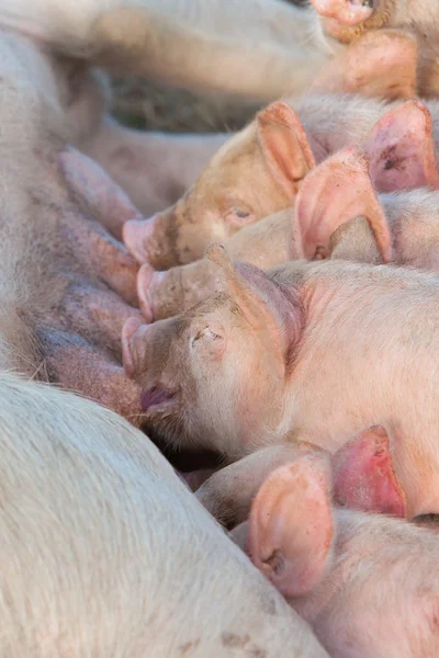 먹이 piglets