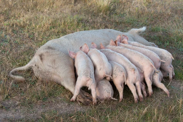 Porcs se nourrissant — Photo