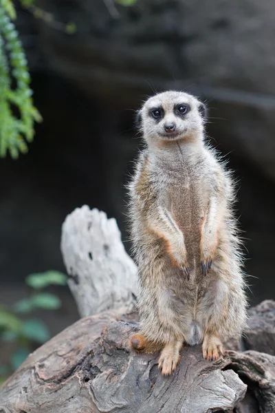 Допитливий Meerkat — стокове фото