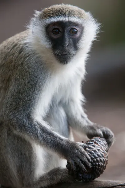 Vervet maymunu Stok Fotoğraf