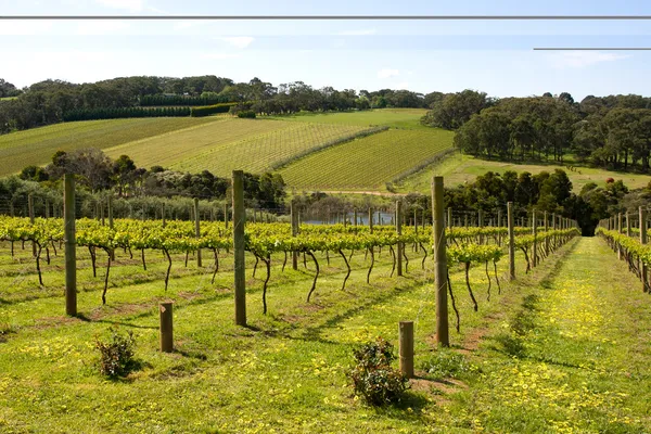 Vignes en été — Photo