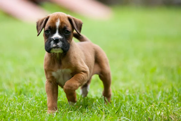 Juguetón boxeador cachorro Imagen de stock