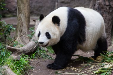 Bebek panda