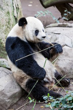 Bebek panda