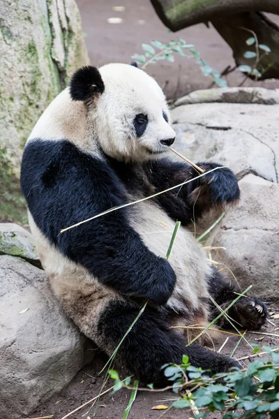 Baby панда — стокове фото