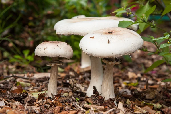 野生蘑菇 — 图库照片