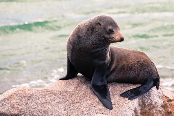 Narooma Seal — Stock Photo, Image