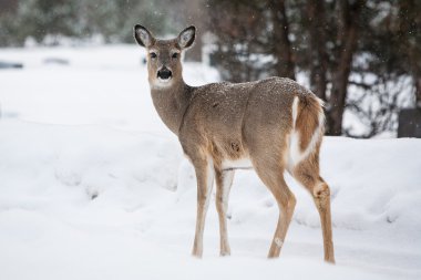 Wild Deer clipart