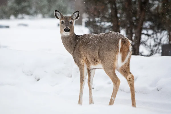 Wild Deer — Stock Photo, Image