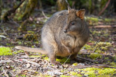 Pademelon