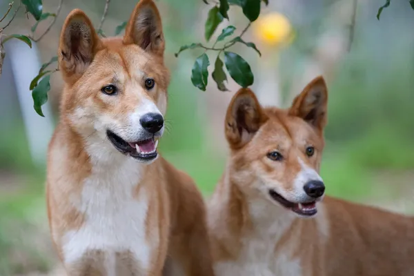 Dingoes