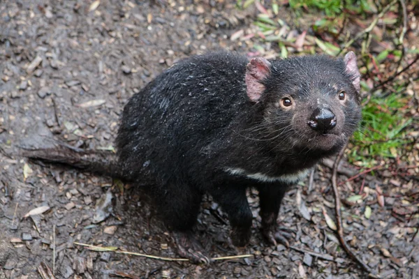 Tasmanian Devil — Stok Foto