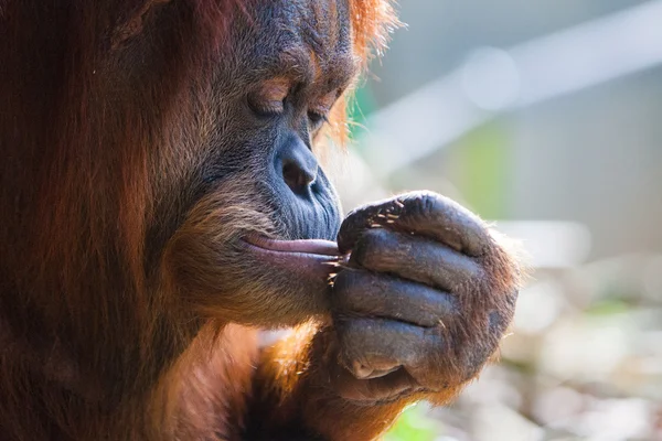 Orangutan — Stock fotografie