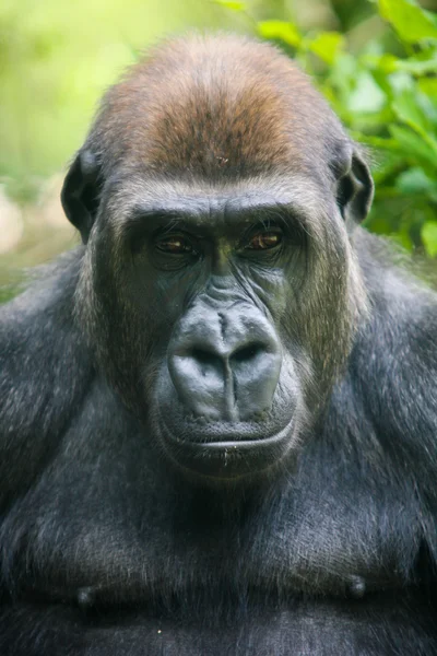 Gorila pensativo — Fotografia de Stock
