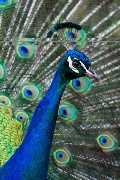 Colorful Peacock — Stock Photo, Image