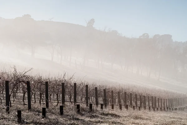 Mlha v vinic v oblasti yarra valley — Stock fotografie