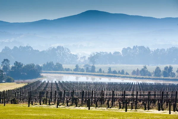 Mistige yarra valley in de winter — Stockfoto