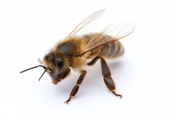 孤立的蜂 — 图库照片