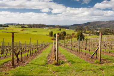 barringwood park şarapçılık