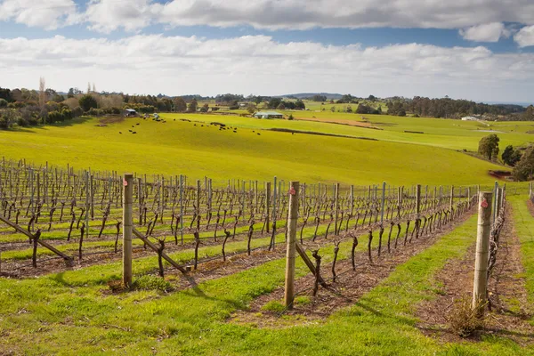 Barringwood Park Winery — Stock Photo, Image