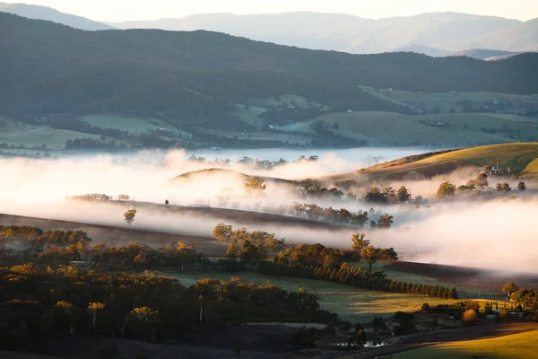 Yarra Valley dimma vid soluppgången — Stockfoto