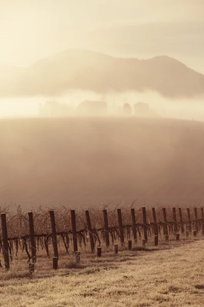 Zonsopgang boven Yarra Valley In de winter — Stockfoto