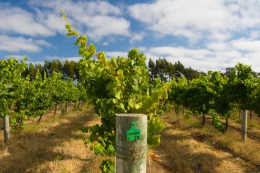 Margaret Nehri Chardonnay Sarmaşıkları