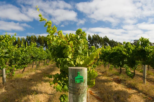 Margaret river chardonnay videiras — Fotografia de Stock