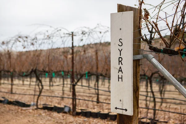 Sinalização de uvas Syrah — Fotografia de Stock