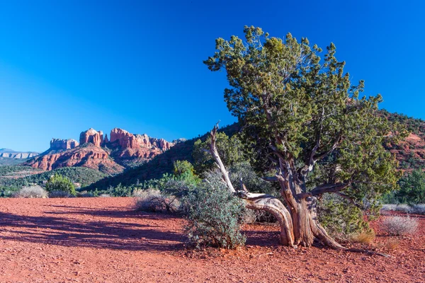 Καθεδρικό ναό βράχου σε sedona — Φωτογραφία Αρχείου