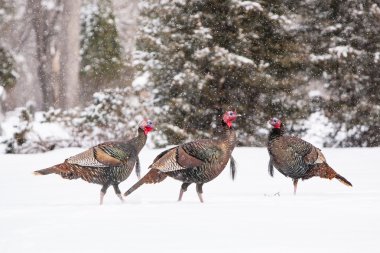 Wild Türkiye'nin içinde kar