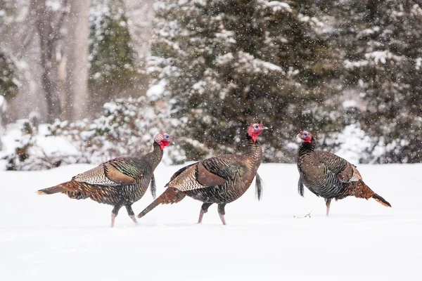 Dindes sauvages dans la neige — Photo