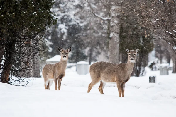 Wild Deer — Stock Photo, Image