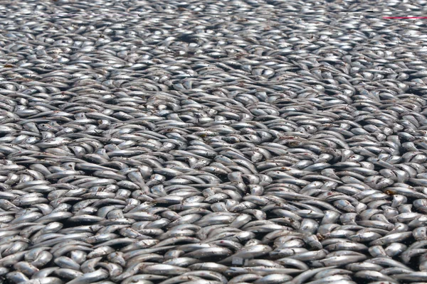 Dead Sardines — Stock Photo, Image
