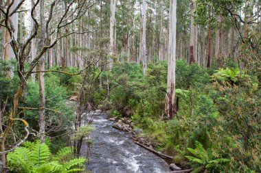 siyah mahmuz Watt dereye