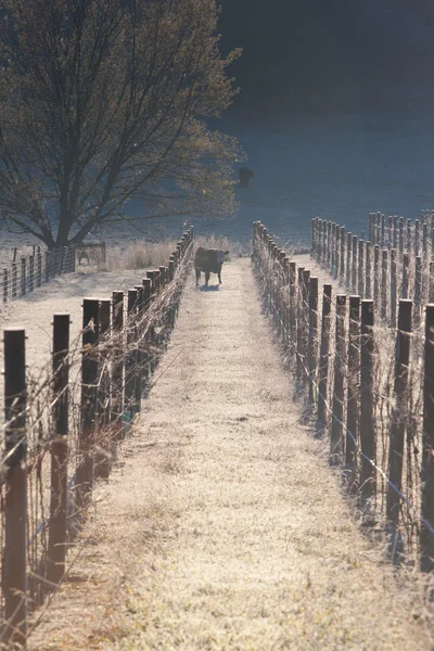 Vaca entre las viñas — Foto de Stock