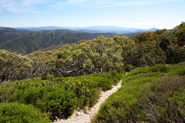 MT buller promenader spår — Stockfoto